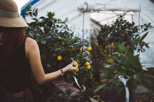urban garden guru