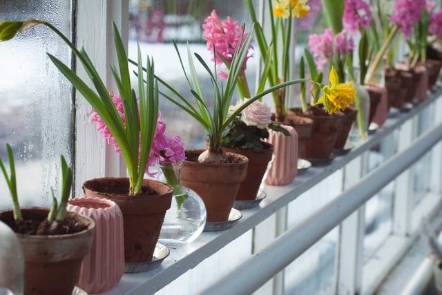 mastered windowsill urban gardening