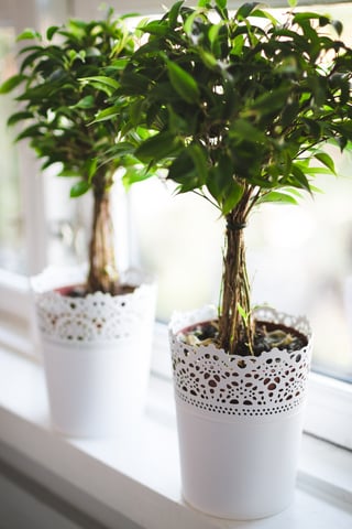 windowsill flowers 